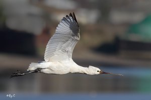 Spoonbill in-flight