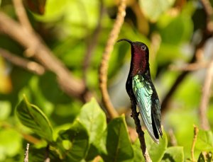 Purple-throated Carib, male