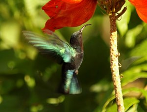 Purple-throated Carib, male