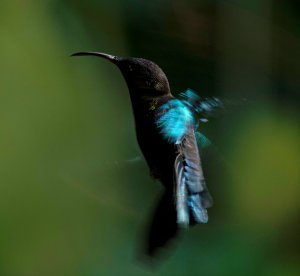 Purple-throated Carib, female