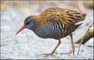 Water Rail