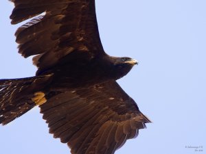 Black Eagle