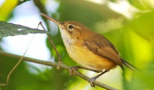 Long billed Gnatwren  Elis Simpson