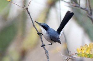 Masked Gnatcatcher