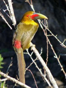 Saffron Toucanet   Elis Simpson