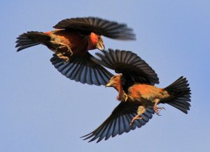 Crossbills fighting