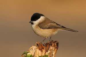 Marsh Tit