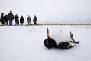 Oystercatcher died of starvation