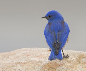 Western Blue Bird (male)
