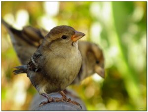 House Sparrow