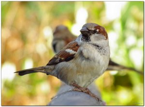 House Sparrow