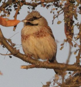 White-capped Bunting