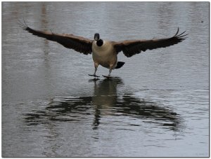 Canadian runway