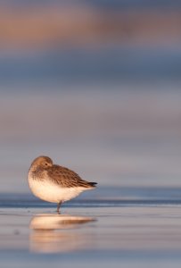 Dunlin