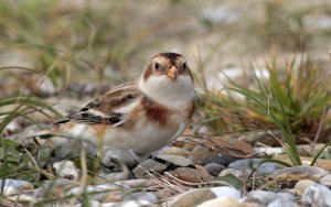 Snow Bunting