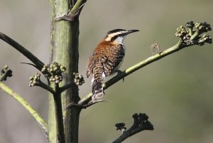 Rufous-naped Wren