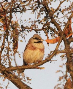 White-capped Bunting (Emberiza stewarti)