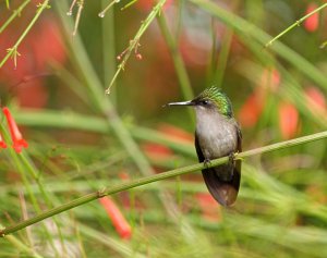 Antillean Crested Hummingbird (female)