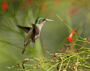 Antillean Crested Hummingbird (female)