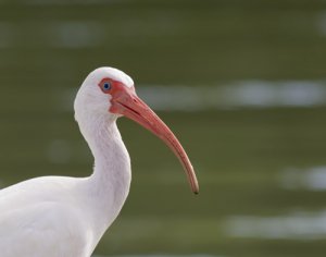 White Ibis