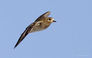 Golden Plover