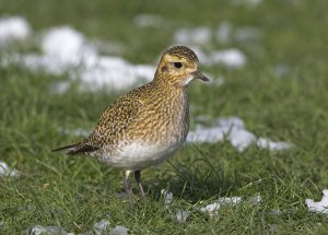 Golden Plover