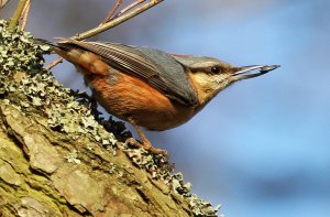 The Nuthatch - Sitta europaea -