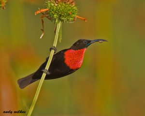 scarlet chested sunbird