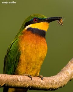 cinnamon chested bee-eater