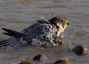 Peregrine Pure Again