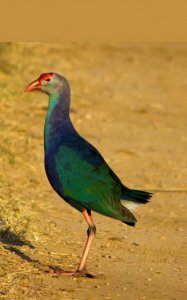 Purple Swamphen or Moorhen (Porphyrio poliocephalus)