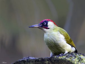 Green Woodpecker