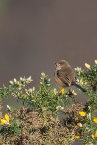 Dartford Warbler sitting pretty!