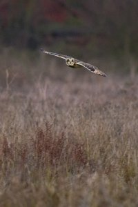 Short Eared Owl hunting