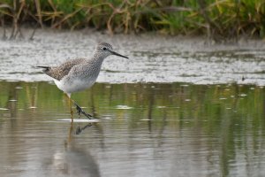 Lesser Yellowlegs