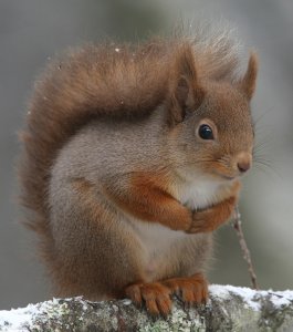 Red Squirrel