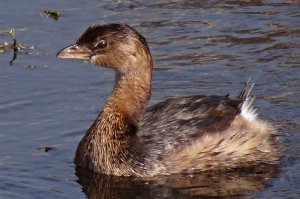 Pied-billed Grebe