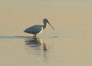 Spoonbill