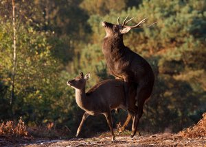 sika mating