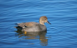 Gadwall