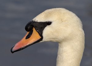 Mute swan