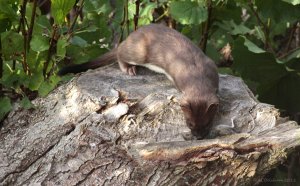 Stoat with mouse