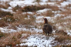 Red Grouse on Farr Road