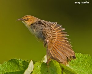 winding cisticola