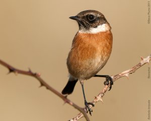 Stonechat