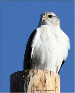 Ferruginous Hawk