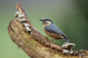 Eurasian Nuthatch with mushrooms