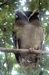 Crested Owl