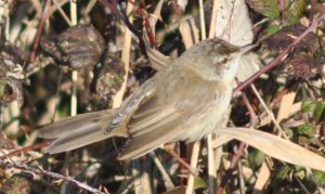 Paddyfield Warbler