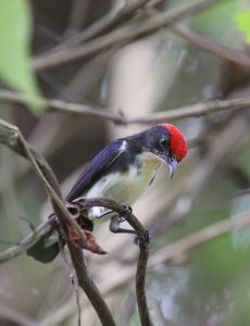 Scarlet-Backed Flowerpecker